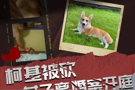 开庭！柯基被砍，女子申请离婚图片