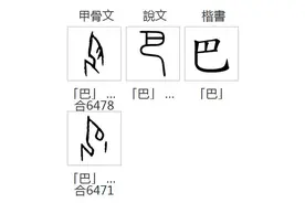 汉字探源：巴字真的是蛇吗？图片