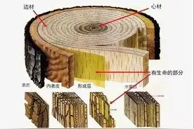 科普 | 关于树木年轮，你知道多少？图片