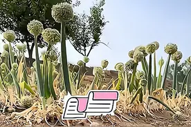 男子把葱花当鲜花送给老婆，老婆收到后笑哈哈：浪漫的生活更有爱图片