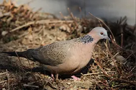 斑鸠不会筑巢？随处可见的斑鸠能不能吃，吃斑鸠的危害真的很大？图片