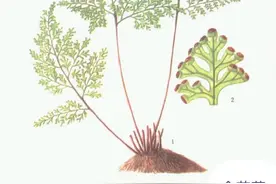 中药古今研究：金花草图片