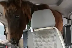 男子开奔驰载马狗羊行驶300公里回家过年，自称都是家人，网友：奔驰载宝马，不知道交警会不会放过你图片