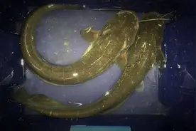 野钓鲶鱼用什么鱼饵好？认准这3种肉食饵料，很容易钓到图片