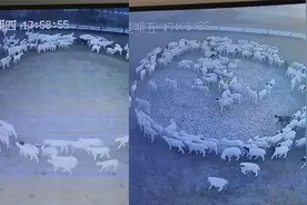 地震？包头养殖场羊群圈内转圈，连续几天 网友：不是啥好事图片