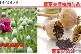 27味收敛固涩中药的性味与功效图片