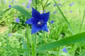 夏日所有的美好，来自金湖水漾年华，你来过吗？图片