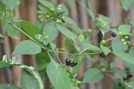 俗称“黑豆豆”，叶像辣椒，果像紫葡萄，全株有毒却很多人喜欢吃图片