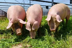 “中药养猪”兴起？吃中药猪肉卖250元/斤！中兽药正改变养猪业图片