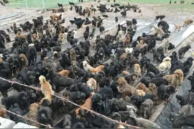 藏獒是如何跌落神坛，被人纷纷弃养，最终沦落成野狗和火锅食材？图片