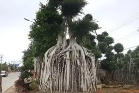 广东榕树，在广东绝对是一景，而且是非常美的美景图片