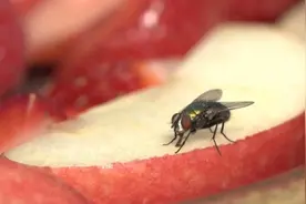 作为“四害”之一，苍蝇在这个世界上存在有什么意义？图片