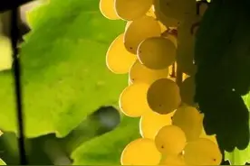 新疆AAAAA级景区之葡萄沟图片