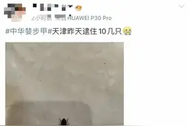 长得像蟑螂！多地现不明黑色昆虫！注意，见到这样的一定要小心…图片