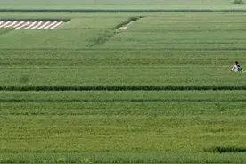 我是幸存者图片