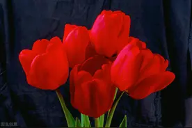 一花一深爱，花香鸟语人陶醉，远山近水皆有情，余生花开慰情深图片