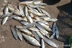 野钓黄尾鲴，常用的3种调漂方法，钓不到鱼，基本都是调漂不当图片