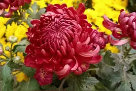 越养越不“吉利”的6种花，劝你及时扔掉，别再受累“惹人嫌”图片