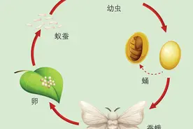蚕为什么辣么挑食，只吃桑叶？桑葚不香吗？图片