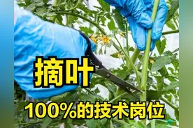 西红柿“摘叶”，100%的技术岗位，真不是谁都能做好的图片