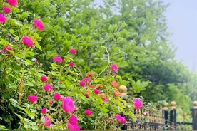 蔷薇花满架，不语也倾城！图片
