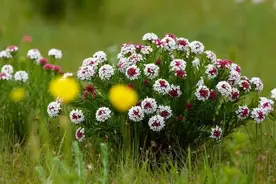 狼毒花比狼还毒！人称断肠草，为何成为草原与沙漠的最后一道防线图片