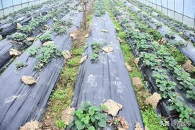 如何预防益阳市草莓土壤红中柱根腐病害？掌握这些方法就行！图片