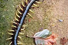 当心！严重可致命图片