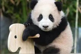 熊猫花花火了，日本人却急了...图片