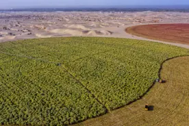 科学家疯狂改造沙漠，20000亩沙漠变良田，沙漠真的能被消灭吗？图片