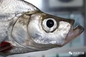 鲌鱼10种：地包天的翘嘴，柳叶形的身材图片