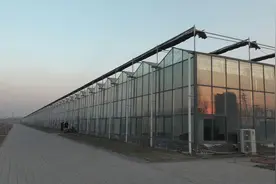 太原：科技助力农业生产 蔬菜大棚生机盎然图片