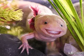 墨西哥钝口螈，这种动物有何过人之处？它们连大脑都可以再生图片