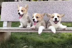 纯种柯基犬一定有这些特征，串串装不出来图片