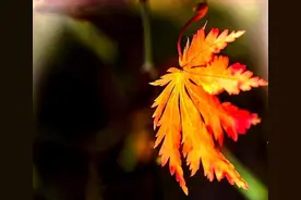 “少时不知老来苦”：人到七十，真正的苦日子开始了，要小心图片