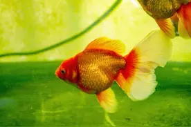 泰狮金鱼好养活吗图片