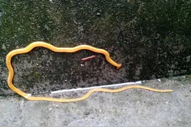 杭州街头发现“死亡蠕虫”，长得像蛇还会吸血，到底是什么物种？图片