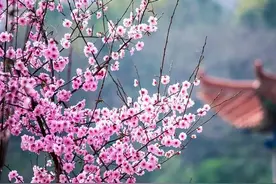 盘点10种在3月盛开的花，春已暖，花欲开，你知道都有哪些吗？图片