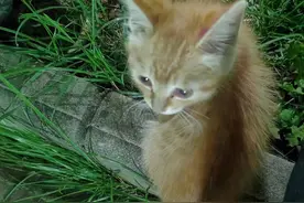 一只小橘猫（续）图片