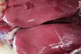 鸡霍乱有效防治方案图片