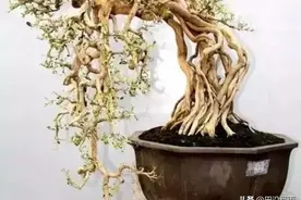 初学盆景，提根有难度？了解这几点，提根效果好！图片