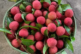 荔枝新品种冰荔焦核率极高，成花容易，丰产、稳产性好图片