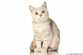 猫咪拉稀了的几个原因图片