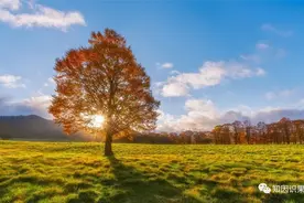 钢琴家郎朗为什么能名声赫赫？揭秘他的家底……图片