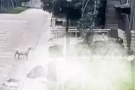 惊魂瞬间！勇敢的母亲护儿斗犬，警方爆料震撼真相图片