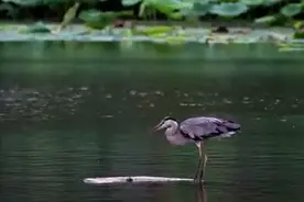 麋鹿苑自然之谜系列课程—长脖老等图片