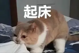 猫咪为什么要早上喊主人起床？无非是这几件事图片