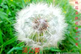 63味清热中药的性味与功效图片