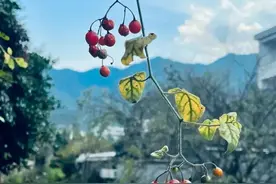 五六十岁的退休女人，如果想赚点儿钱，这5种工作最合适图片