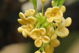 天香台阁桂花～目前世界上花朵最大的桂花。图片